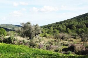 Waarom iedereen Torres of Garcia heet op Ibiza