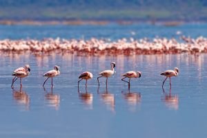 Flamingos op Ibiza