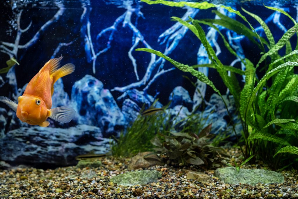 ibiza aquarium